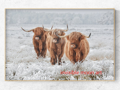 Scottish Highland Cow & Calf Canvas Art Print