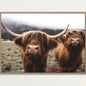 Scottish Highland Cow & Calf Canvas Art Print