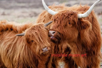 Scottish Highland Cow & Calf Canvas Art Print