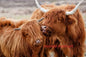 Scottish Highland Cow & Calf Canvas Art Print