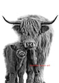 Scottish Highland Cow & Calf Canvas Art Print